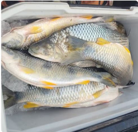 Com mais de 20 kg de peixes, idoso Ã© multado em R$ 1,4 mil por pesca irregular em Presidente EpitÃ¡cio