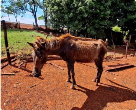 Idoso Ã© multado em R$ 3 mil apÃ³s maus-tratos a cavalo e tem arma de fogo e muniÃ§Ãµes apreendidas, em IepÃª