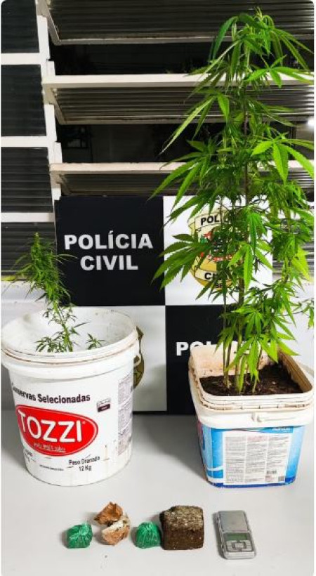 PolÃ­cia Ã© acionada para atender desentendimento entre casal e prende homem com pÃ©s de maconha, em Presidente Prudente