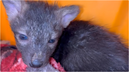 Animais recebem tratamento especializado apÃ³s queimadas