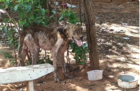 Mulher Ã© multada em R$ 3 mil por maus-tratos a cachorro em Tarabai