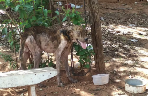 Mulher é multada em R$ 3 mil por maus-tratos a cachorro em Tarabai