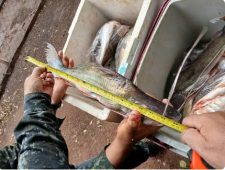 Motorista Ã© multado por transportar 35 kg de peixes sem comprovaÃ§Ã£o, em Rancharia