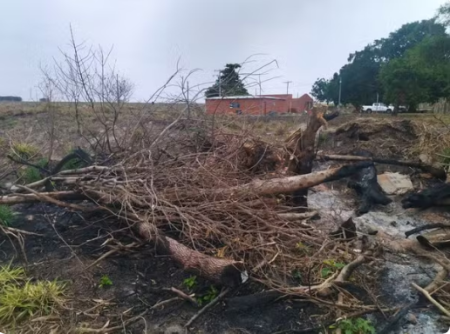 Sitiante recebe multa de R$ 10 mil por cortar mais de 30 Ã¡rvores nativas sem autorizaÃ§Ã£o, em Mirante do Paranapanema