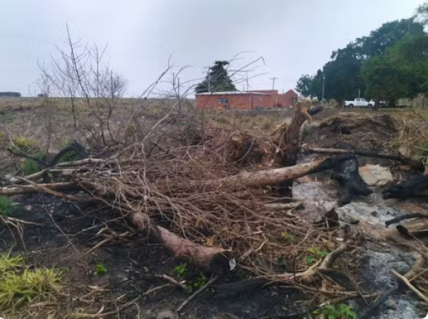 Sitiante recebe multa de R$ 10 mil por cortar mais de 30 árvores nativas sem autorização, em Mirante do Paranapanema