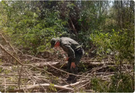 Fazenda Ã© multada em R$ 5,7 mil por destruiÃ§Ã£o de vegetaÃ§Ã£o nativa, em InÃºbia Paulista