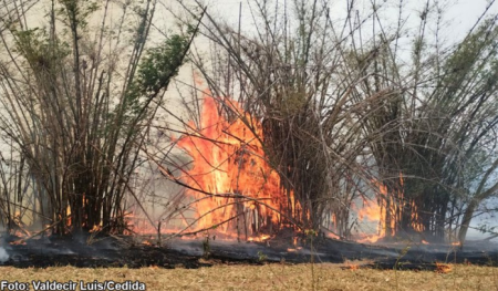 IncÃªndio de grande proporÃ§Ã£o atinge Ã¡rea de pastagem e mata em Bastos