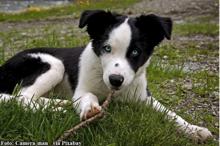 TupÃ£ tem surto de cinomose canina