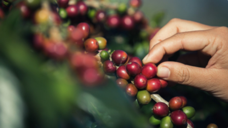 Osvaldo Cruz recebe a 6Âª ediÃ§Ã£o do concurso do cafÃ© ArÃ¡bica promovido pelo Sebrae-SP