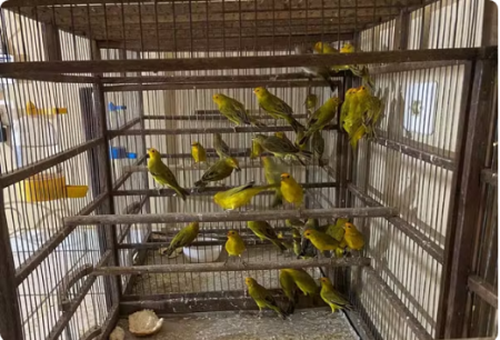 PolÃ­cia Civil apreende mais de 60 aves silvestres mantidas em cativeiro, em Tupi Paulista