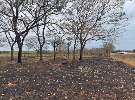 Usina sucroalcooleira Ã© multada em R$ 223 mil por incÃªndio em vegetaÃ§Ã£o e Ã¡rvores nativas, em MartinÃ³polis 