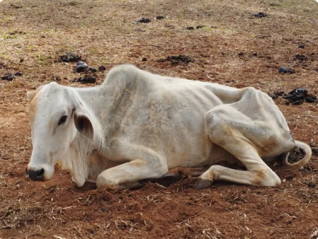 Assentado da reforma agrÃ¡ria leva multa de R$ 69 mil e ainda responderÃ¡ por crime de maus-tratos a rebanho bovino