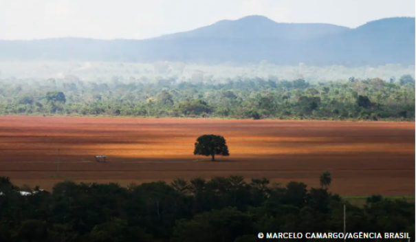 Desmatamento no Cerrado caiu 33% em 2024, mas ainda é elevado