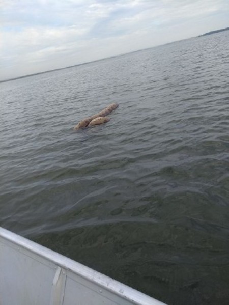 Pescadores flagram sucuri nas águas do rio Paraná, em Panorama