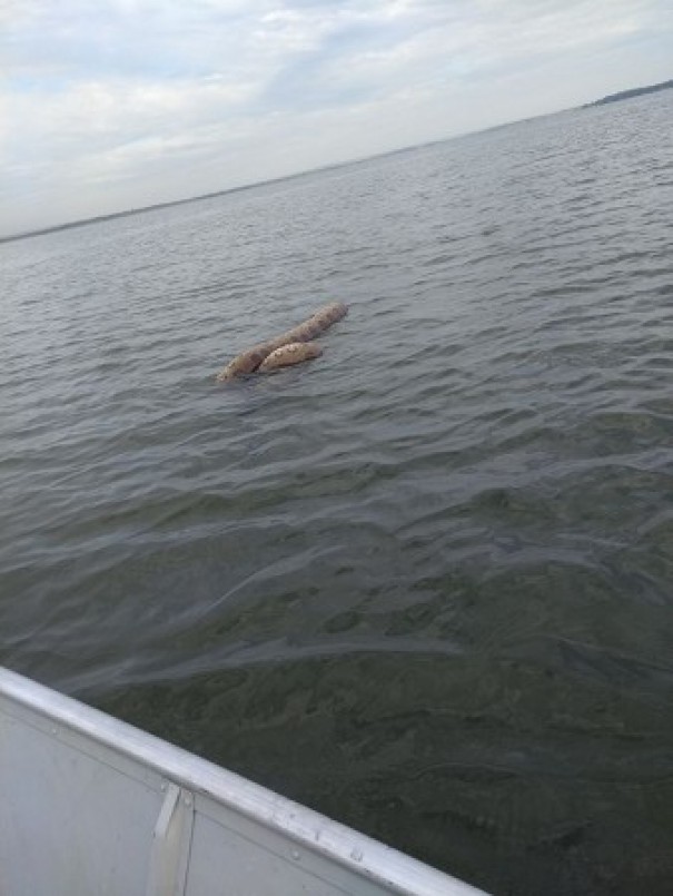 Pescadores flagram sucuri nas guas do rio Paran, em Panorama