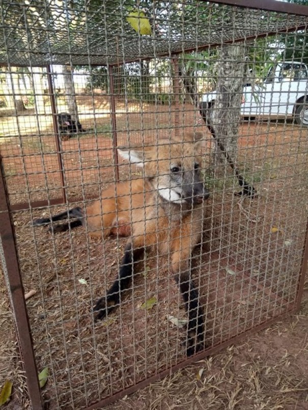 Lobo guar atropelado em vicinal na regio  resgatado