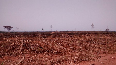 Queimada sem autorização em canavial rende multa de mais de R$22 mil em Junqueirópolis