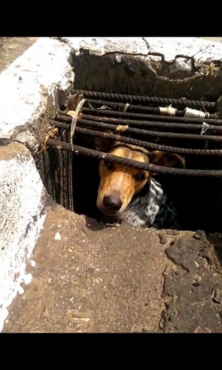 Corpo de Bombeiros de Osvaldo Cruz regatam animal de bueiro