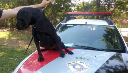 Com apoio do canil, Polícia Militar localiza droga em Adamantina