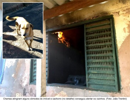 Cachorro 'avisa' vizinhos sobre incêndio e salva idosa que estava sozinha na casa