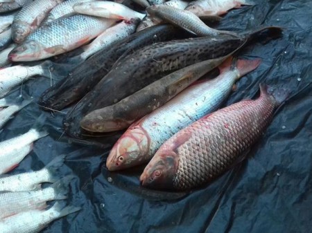 Polícia Militar prende homem com 175 quilos de peixe e tarrafa