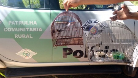 Polícia Ambiental resgata pássaros silvestres e aplica multa para criador em Adamantina