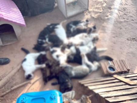 Mais de 15 gatos são encontrados mortos e polícia vai investigar