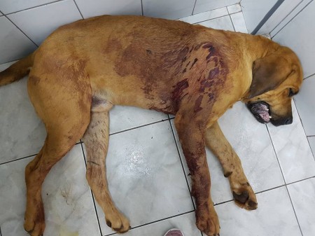 Proprietário rural de Salmourão nota cachorro ferido e descobre que o animal foi baleado