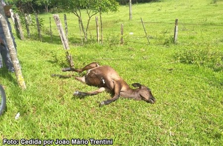 Animal na pista em vicinal provoca acidente e pai e filho ficam feridos 