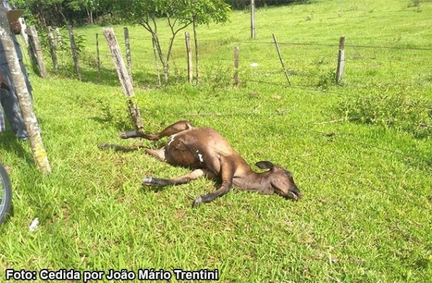 Animal na pista em vicinal provoca acidente e pai e filho ficam feridos 