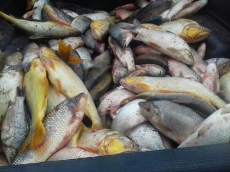 Polícia persegue caminhonete por canavial e apreende mais de 270 kg de pescados irregulares