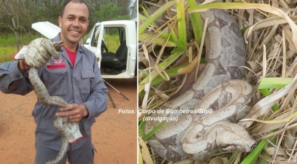 Uma jibia  encontrada na cabine do caminho com funcionrios da prefeitura de Tup