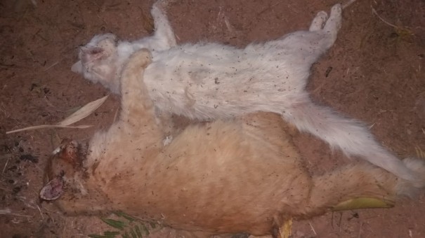 Gatos so encontrados mortos por suspeita de envenenamento no Sotei Furuguem