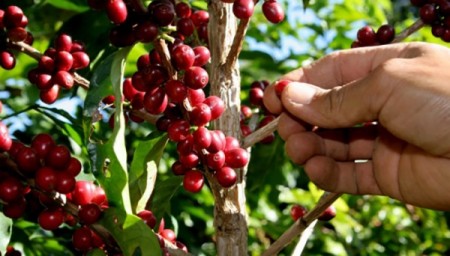 Encontro sobre a cadeia produtiva do café Robusta acontece hoje com inscrições esgotadas