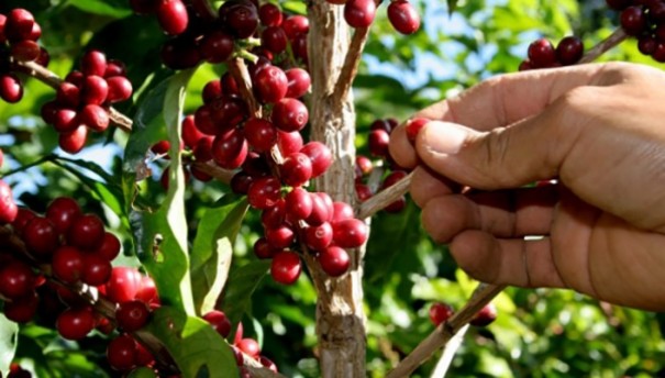 Encontro sobre a cadeia produtiva do caf Robusta acontece hoje com inscries esgotadas