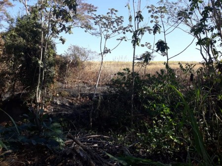 Polícia Ambiental aplica multa de quase R$ 19 mil por danos em vegetação nativa causados por queimada