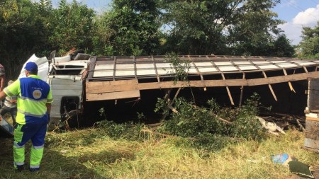 Caminhão carregado de bovinos tomba na Rodovia Prefeito Homero Severo Lins