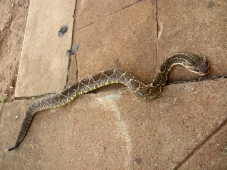 Cobra cascavel é encontrada no pátio de creche em Iacri