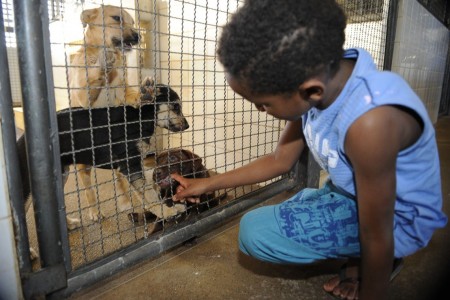 Resolução caracteriza crueldade, abuso e maus-tratos contra animais