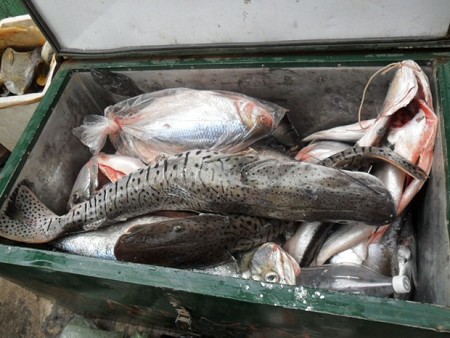 Apreensão de peixes na piracema em Mato Grosso ultrapassa em 360% a de 2016