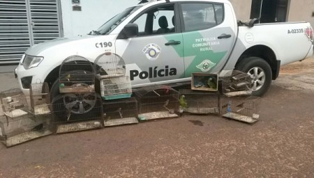 Polícia Ambiental resgata pássaros silvestres em cativeiro em Sagres