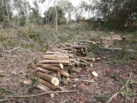 Empresa é multada em R$ 6,6 mil pelo corte sem autorização de 22 árvores nativas em Adamantina