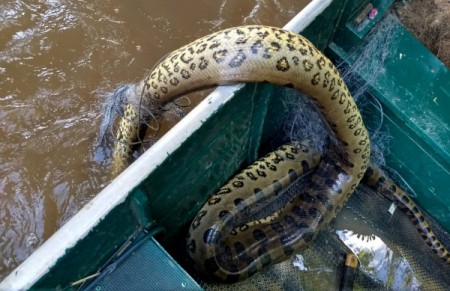 Sucuri é encontrada morta presa à rede de pesca no Salto Botelho