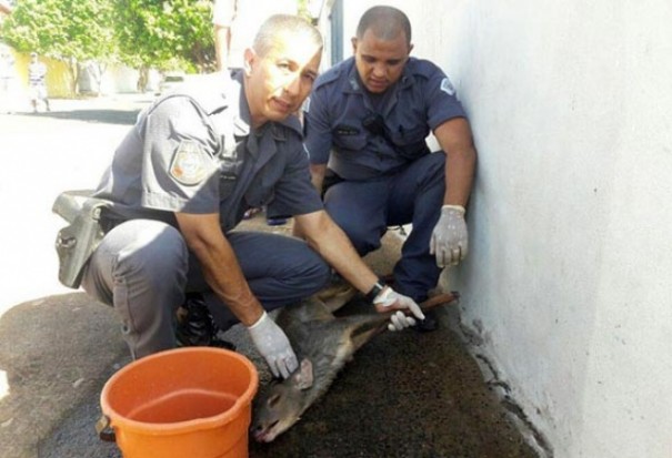 Um animal, um Veado-catingueiro  resgatado em Quat