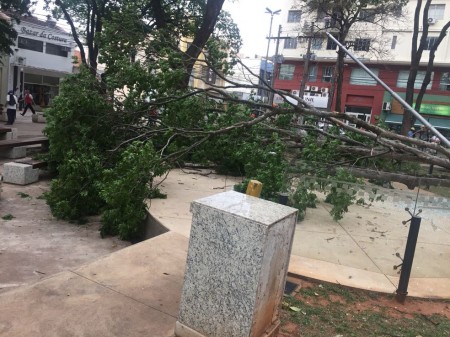 Rajadas de vento causam quedas de árvores e nuvem de poeira pela região