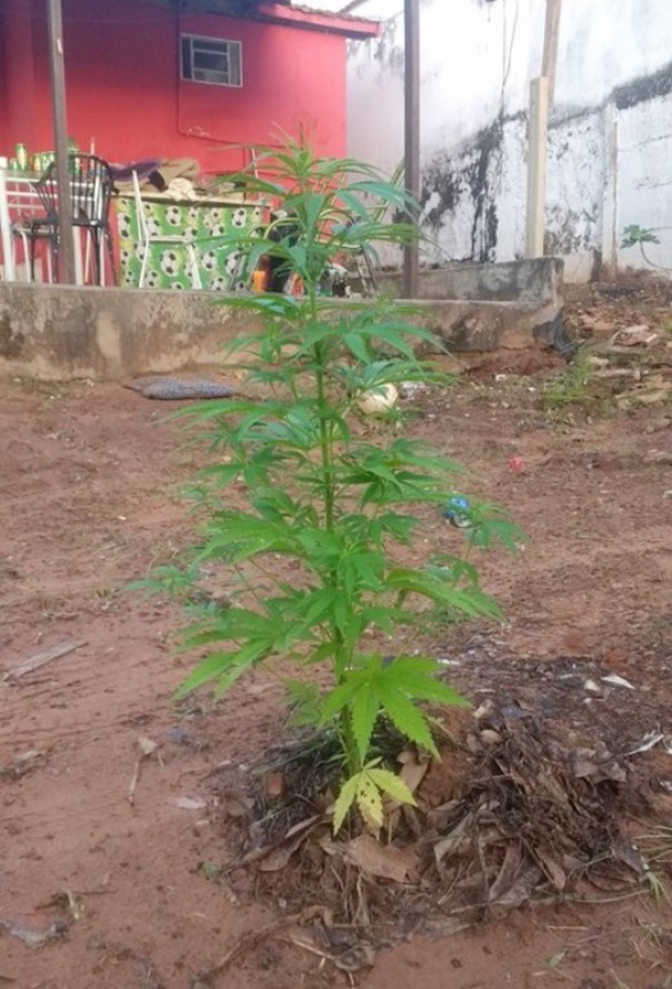 Aps denncia, Polcia Militar de Osvaldo Cruz apreende p de maconha que era cultivado em quintal