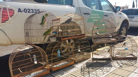 Polícia Ambiental apreende pássaros silvestres em residência na Vila Esperança