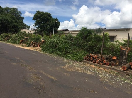 Secretaria de Meio Ambiente de Osvaldo Cruz explica supressão de árvores em calçada do Asilo