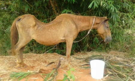 Polícia Militar de OC registra ocorrência de maus tratos de animais