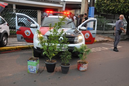 Polícia Militar de OC apreende pés de Maconha 